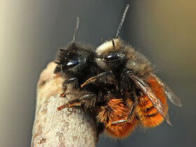 Wildbienen beim Paaren