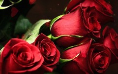 Rosen - die Blumen der Liebe