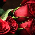 Rosen - die Blumen der Liebe