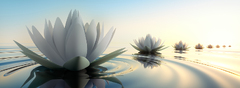 Die Freiheit der Lotusblume