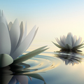 Die Freiheit der Lotusblume