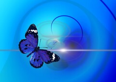 Schmetterling im blauen Licht